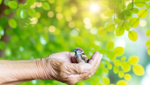 aiding injured bird recovery