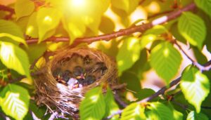 baby sparrows sleep often