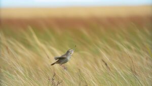 belding s savannah sparrow hunting