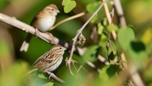 bird identification challenge comparison