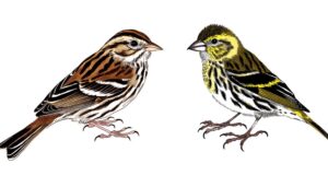 bird identification through comparison