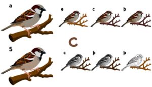 bird species visual comparison