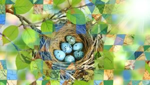 birds lay colorful eggs