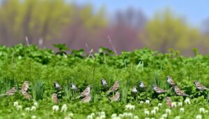 chipping sparrows are widespread