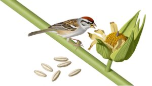 chipping sparrows diet inquiry