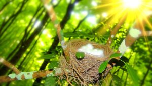 cotton balls in sparrow nests