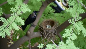 crows preying on sparrows