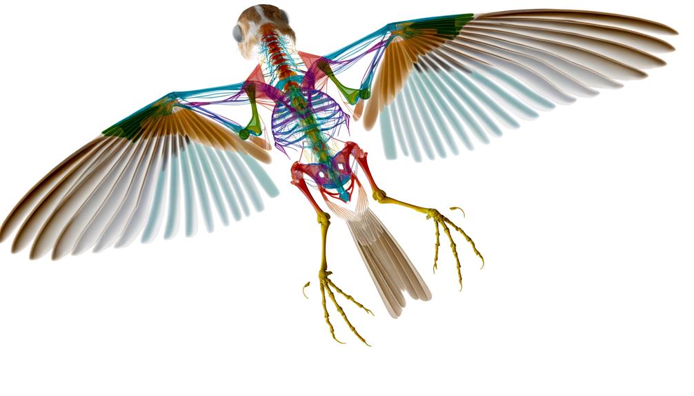 detailed anatomy of bones