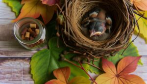 feeding newborn sparrow accurately