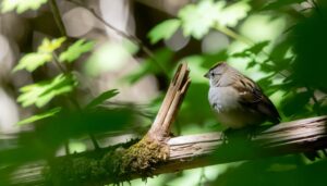 female golden crowned sparrows