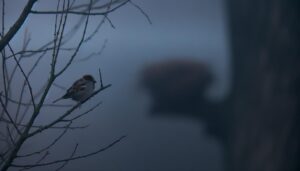 female sparrows mourn loss