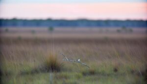 florida sparrow habitat threatened