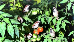 house sparrows eat tomatoes