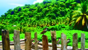 house sparrows in jamaica