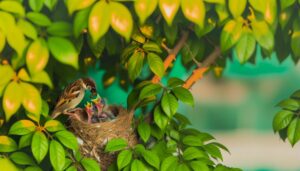 male sparrows feed young