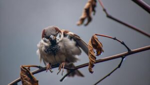 recognizing signs of distress