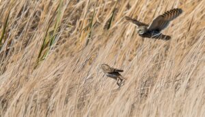 savannah sparrow predator defense