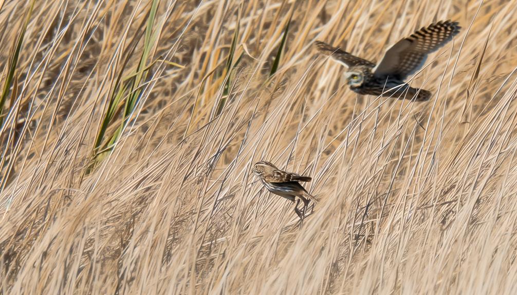 savannah sparrow predator defense