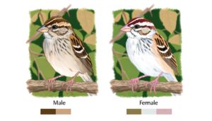 sexual dimorphism in sparrows