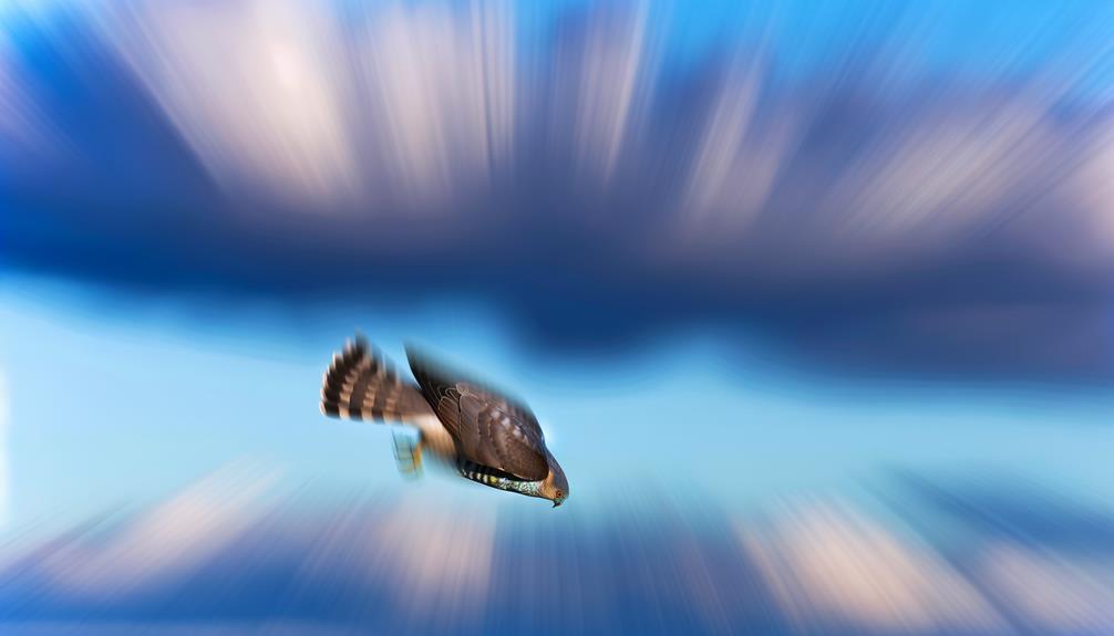 sparrow hawk speed record