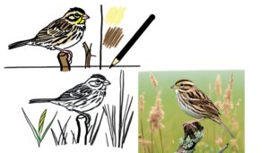 sparrow identification field guide