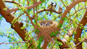 sparrow parents care offspring