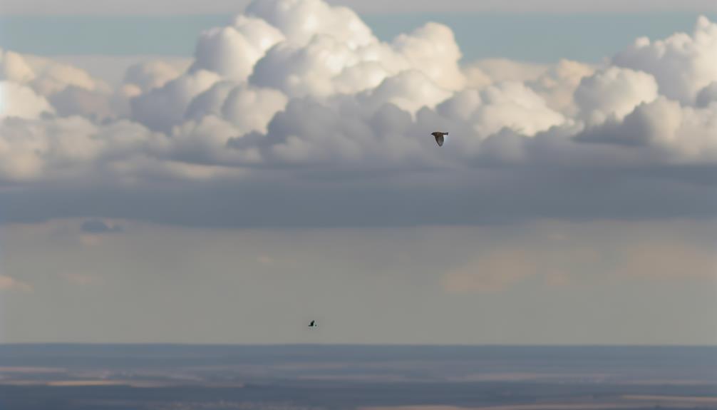 sparrow s limit in sky