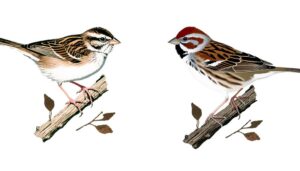 sparrow species comparison analysis