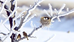 sparrows breed in spring