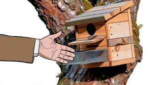 starling trapping for conservation