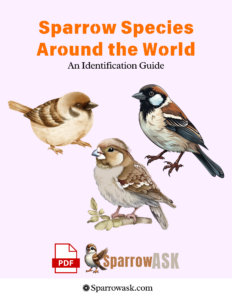 Sparrow Species Around the World An Identification Guide